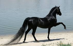 Gambar hp keren terbaik download now 28 wallpaper hd keren untuk hp. Free Download Hd Horse Wallpaper With Beautiful Black Horse Hd Horses Wallpapers 1600x1000 For Your Desktop Mobile Tablet Explore 47 Beautiful Horse Wallpaper Desktop Cool Horse Wallpapers Wild Horses