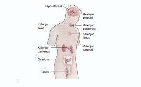 Mengenal kelenjar pituitari yang mengendalikan beragam fungsi tubuh. Macam Macam Kelenjar Endokrin Di Dalam Badan Insan Dan Fungsinya Kantong Ilmu