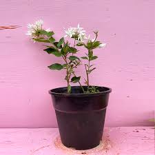 Image result for Jasminum multiflorum