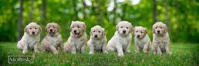 Golden retriever · new york, ny. Hilltop Golden Retriever Akc Golden Retriever Breeder