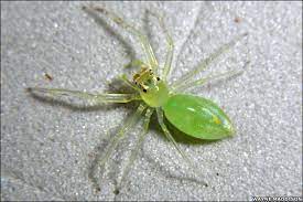 The body is rather hairy (pubescent) and frequently brightly colored or iridescent. Transparent Green Spider Think Twice