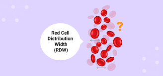 Image result for Red Cell Distribution Width