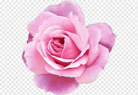 Free for commercial and personal projects. Pink Flower Png Images Pngwing