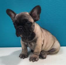 As long as they receive the attention and care they need, french bulldogs make wonderful, easy companions for all types of people. Bulldogs Of Long Island French Bulldog English Bulldog Puppies For Sale In New York French Bulldog Puppies For Sale
