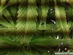 I had 2 strips in a 5x8 sealed environment (completely sealed. No Pest Strips Best For Mites 420 Magazine