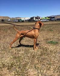 Maybe you would like to learn more about one of these? Vizsla Puppy For Sale Adoption Rescue For Sale In Lake Arrowhead California Classified Americanlisted Com