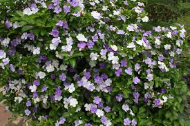 Image result for Brunfelsia pauciflora