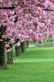 Sakura Botanical Gardens Brooklyn Botanical Garden Botanical Gardens Near Me
