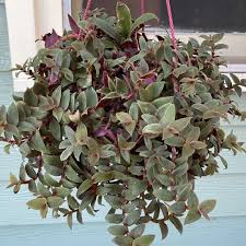 Image result for Cyanotis lanata