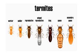 Similar to ants, they have workers and soldiers. How To Get Rid Of Termites X Pest