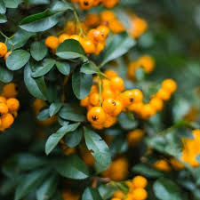 Image result for Pyracantha coccinea soleil d'or