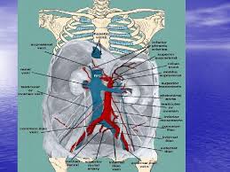 Pain in the lower left abdomen is often no cause for concern, but it is still not something a person should ignore. Abdomen The Abdomen Is The Region Of The