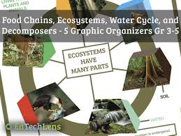 Food Chains Ecosystems Water Cycle And Decomposers Graphic Organizers Gr 3 5 Graphic Organizers Ecosystems Food Chain