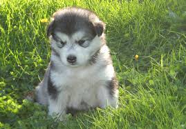 Adopt a husky minnesota is a siberian husky rescue organization that was formed by a group of hardworking volunteers committed to saving the lives of unwanted dogs and puppies both locally and across the midwest. Alaskan Malamute Puppies For Sale Mn Pets Lovers