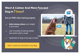 Why Does My Dog Bark At Night Spiritdog Training