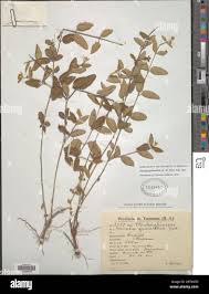 Image result for Janusia