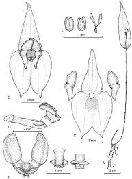 Classification of flowers based on position of ovary. Three New Lepanthes Orchidaceae Pleurothallidinae From The Alto De Ventanas Ecoregion In Antioquia Colombia