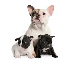 Pomeranian puppy for sale gorgeousdoll, pomeranian puppy for sale tinygorgeous,. Mother French Bulldog And Her Puppies 1 Year Old Stock Image Image Of Indoor Newborn 9053299