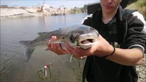 Peche Aux Mulets Avec Un Abonne Dunkerque Bombette Cuillere Youtube