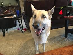 The main two causes of this phobia, though, are trauma and lack of early exposure. Helping An Old Dog Get Over Her Fear Of The Stairs Dog Gone Problems