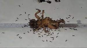 Animal Nino De La Tierra Youtube