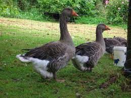 257 likes · 4 talking about this. The Giant Exhibition Dewlap Toulouse Geese Churchbankfarm S Blog