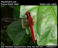 Image result for Rhipidoglossum rutilum