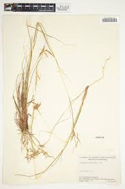 Image result for Cymbopogon pospischilii