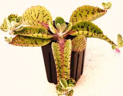 Image result for Kalanchoe gastonis-bonnieri