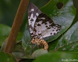 Image result for Erythrocephalum decipiens