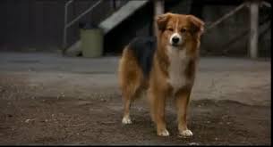 Hislove112604 S Image What Kind Of Dog Homeward Bound Movie Dogs