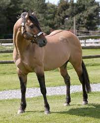 The buckskin gene (creme) like the dun factor gene, the crème gene lightens the basic coat color, unlike a dun factor horse a crème dilute horse does not have a line down its back, or any of the other dun factor markings. 42 Buckskins Ideas Buckskin Horse Horses Beautiful Horses