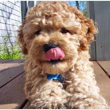 * cockapoo of excellence * our next cockapoo puppies available will be ready for their new homes throughout the spring of 2021! Oh My I Love Cockapoos Yorkshire Terrier Puppies Cockapoo Puppies Cockapoo