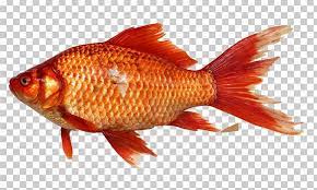 Fish Png Fish Fish Png Colorful Fish