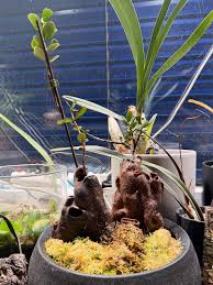 Image result for Anchomanes giganteus