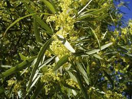 Maybe you would like to learn more about one of these? Tim Steller I Went Out On An African Sumac Limb And Fell Off Local News Tucson Com