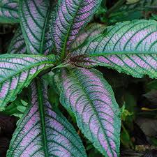 Image result for Strobilanthopsis