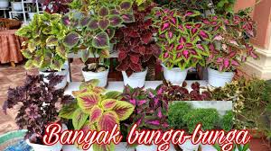 Foto taman minimalis dengan kolam terlihat alami. Banyak Jenis Bunga Inspirasi Dekorasi Taman Depan Rumah Youtube