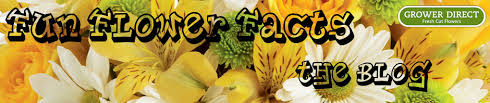 Start studying fresh cut flowers. 10 Uses For Magnolia Grower Direct Fresh Cut Flowers Presents