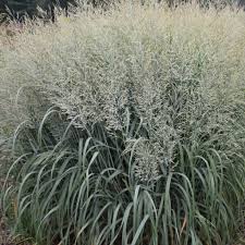 Image result for Panicum novemnerve