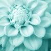 Nail the exact color tiffany blue in your design by using the code from any one of these systems for color identification. 1