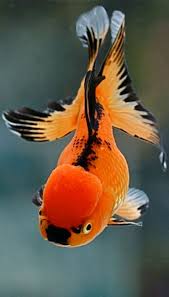 Vid 4 14 Fish Omega 3s Are Obsolete This Beats Fish Oil Http Antiagingreverseaging Com 16 2 Colorful Fish Fish Oranda Goldfish