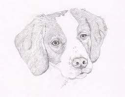 Brittany Spaniel Signed Personalized Original Pencil Drawing Etsy Dog Face Drawing Dog Pencil Drawing Pencil Drawings Of Animals