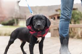 Adopt Noble On Petfinder Labrador Retriever Dog Black Labrador Retriever Animal Rescue