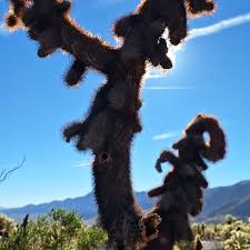 The Cholla cactus may be the plant I fear the most. We have learned the hard way that these cactus are able to "jump", but thankfully this trip we kept enough distance