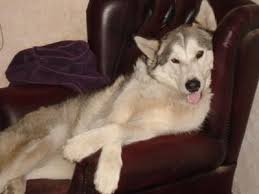 Whereas we used to expect our pets to die of renal or heart disease, modern drugs mean pets live longer if your cat or dog is diagnosed with cancer, especially when the cancer caught early, there's a lot that can be done. Malamutt Snowball S Fight Against Lung Cancer