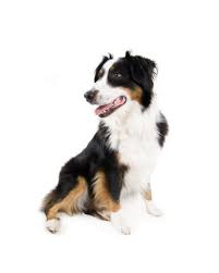 Maybe you would like to learn more about one of these? Mini Borders What You Need To Know About Miniature Border Collies Bordercolliehealth