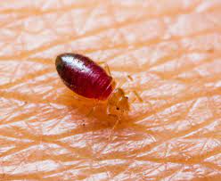 The best control strategy is to eliminate the mite's host insects. Getting Rid Of Bed Bugs Natural Measures Chemicals And Pest Control