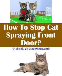 Additionally, all cats in the home should be neutered or spayed. 13 Fascinating Feliway Stop Cat Spraying