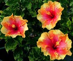 Check spelling or type a new query. The Different Types Of Hibiscus Garden Lovers Club
